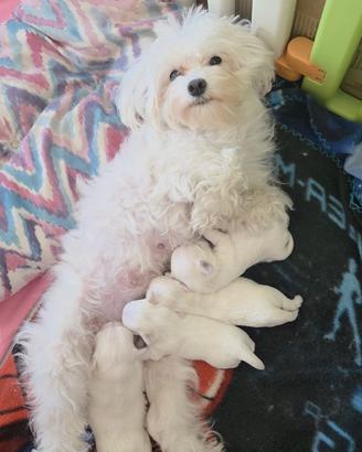 STUPENDI Cuccioli cane maltese