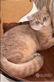 Gatto British