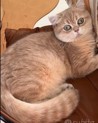 Gatto British