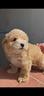 maltipoo-maschio-salerno