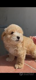Maltipoo maschio Salerno