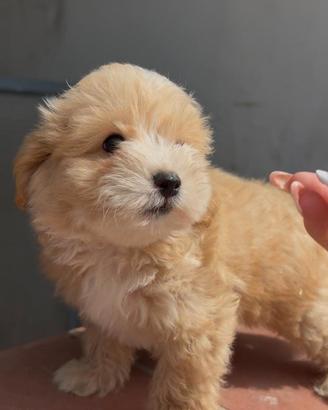 Maltipoo maschio Salerno