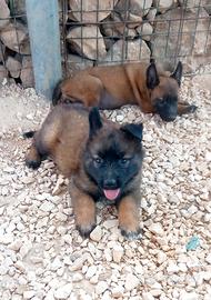 Disponibili cuccioli di pastore belga malinois