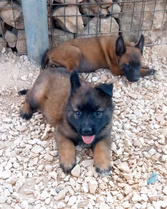 Disponibili cuccioli di pastore belga malinois