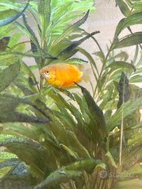 Pesce gourami miele
