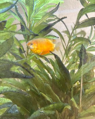 Pesce gourami miele
