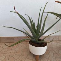 piante aloe vera