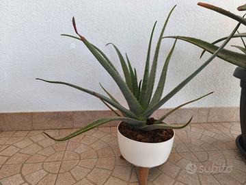 piante aloe vera