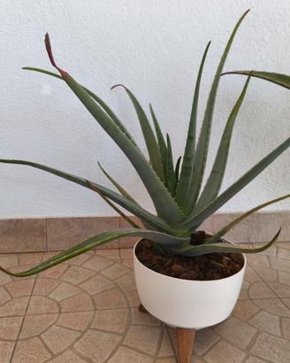 piante aloe vera