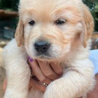 Cuccioli Golden retriever