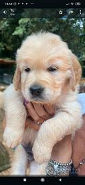 Cuccioli Golden retriever