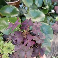 oxalis 