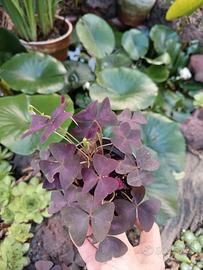 oxalis 