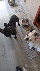 Bulldog francese