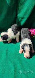 Cuccioli di Border Collie