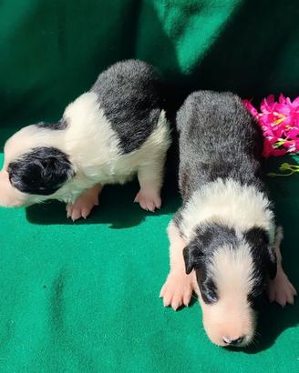 Cuccioli di Border Collie