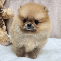 Cucciolo di spitz