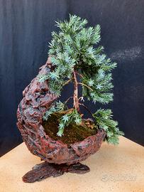 Bonsai Ginepro blu. 