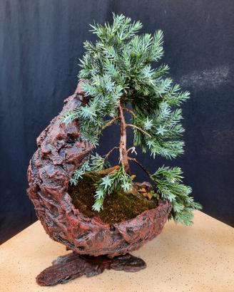Bonsai Ginepro blu. 