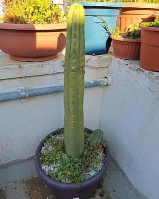 piante 