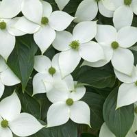 Cornus Kousa bianco