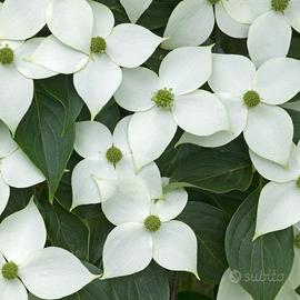 Cornus Kousa bianco