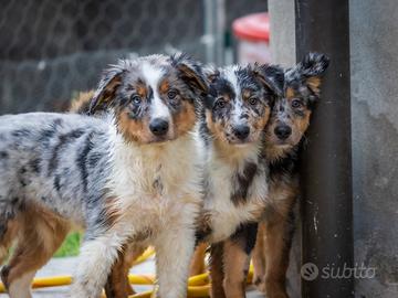 Cuccioli Pastore australiano x Border collie