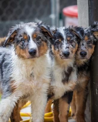 Cuccioli Pastore australiano x Border collie