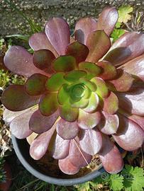 Aeonium Arboreum