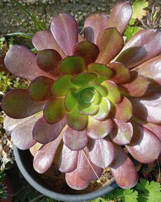 Aeonium Arboreum