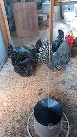 Galline AMROCK