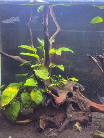 radici con anubias radicate x 2 