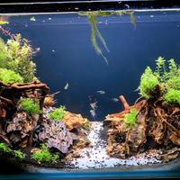 Acquario completo 165 Lt - Pompa  ASKOLL Kubo