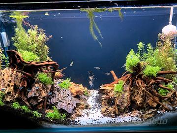 Acquario completo 165 Lt - Pompa  ASKOLL Kubo