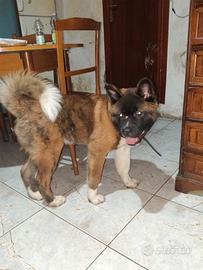 Akita Americano