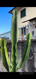 Cactus Euphorbia Ingens