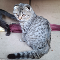 Cuccioli di schottish fold