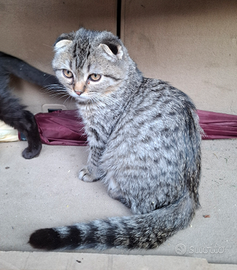 Cuccioli di schottish fold