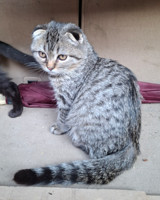 Cuccioli di schottish fold