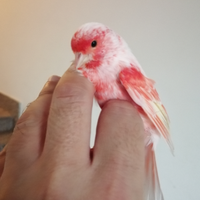 Arlecchino portoghese 2024 / 2025