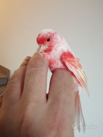 Arlecchino portoghese 2024 / 2025