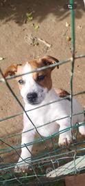 Cucciola Jack Russell