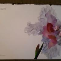 Calendario Pirelli 2004