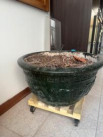 Vaso per bonsai largo 50 cm