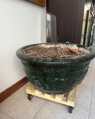 Vaso per bonsai largo 50 cm