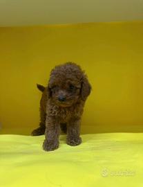 Cuccioli Barboncino Toy