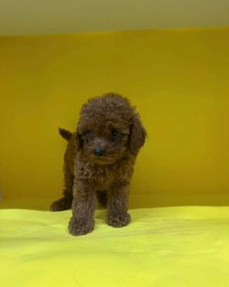 Cuccioli Barboncino Toy