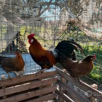 Galline nane francesine colorazione oro