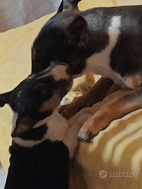 Bull terrier miniature