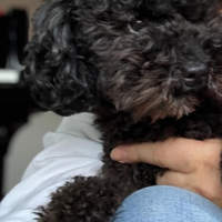 Barboncino toy grigio scuro